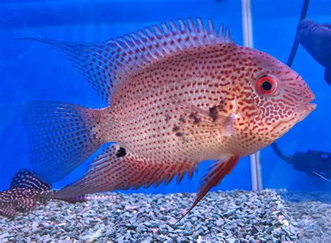 菠蘿魚品種|市售菠蘿魚系列圖鑑(Heros Severus/Severum Cichlid series。